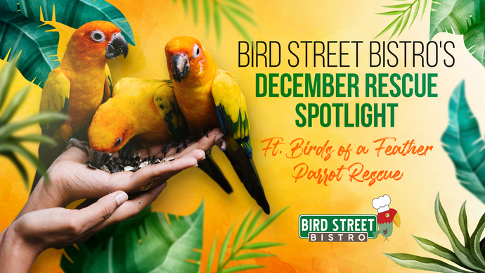 December Parrot Rescue Spotlight - Birds of a Feather Parrot Rescue