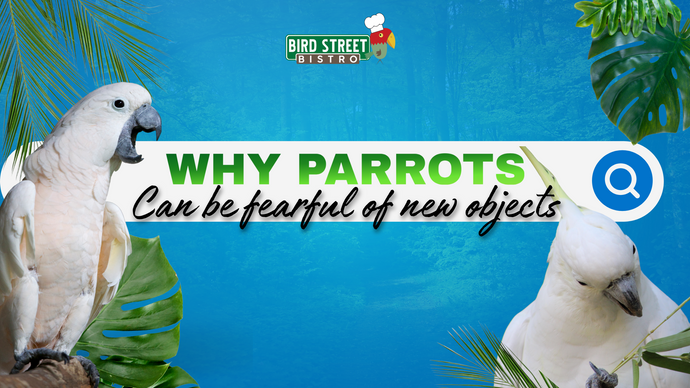 Why Parrots Can Be Fearful of New Objects