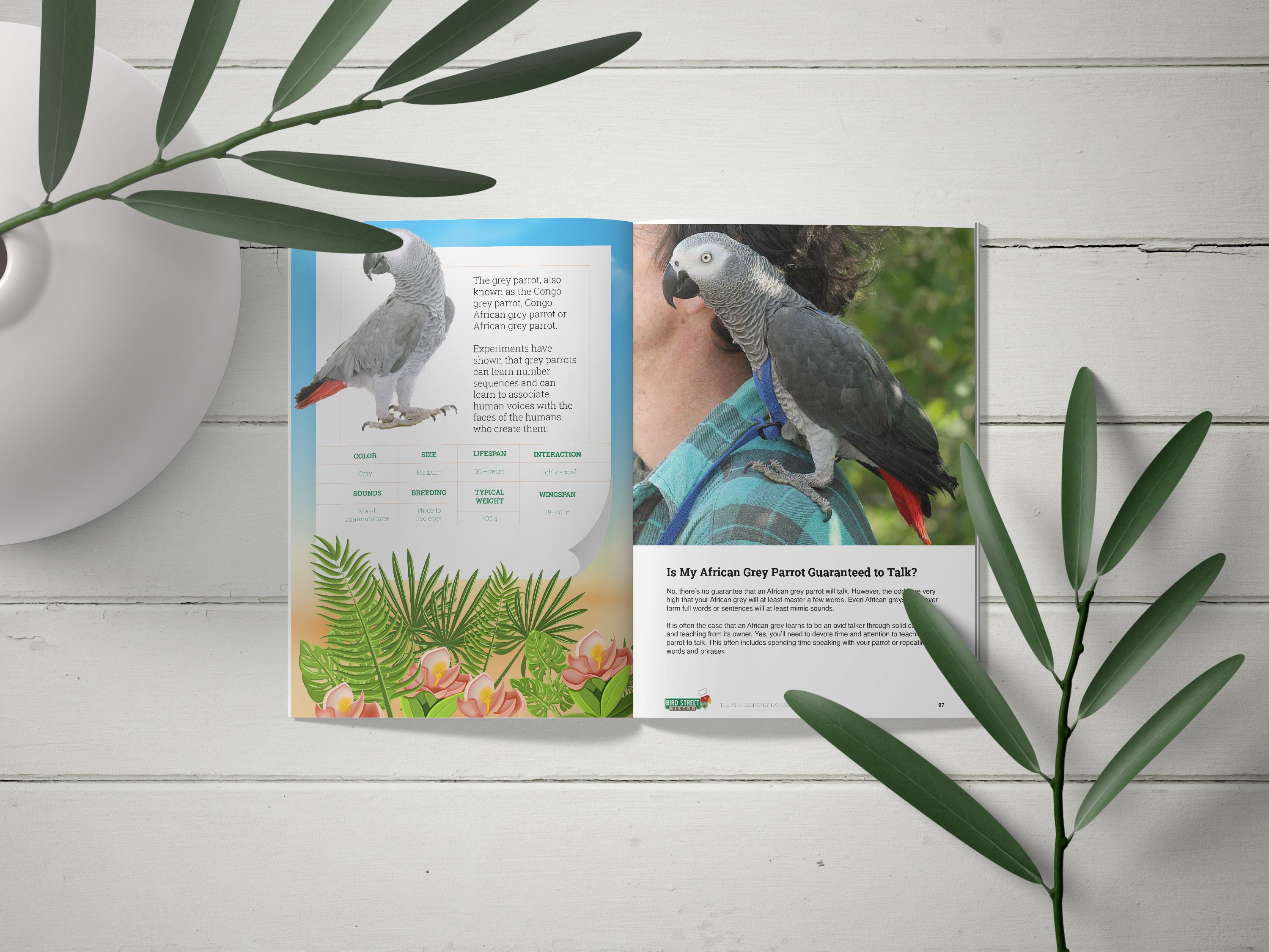Buy Online High Quality African Grey Parrot Handbook - Ebook - Bird Street Bistro