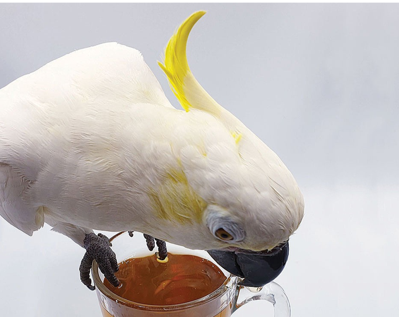 Buy Online High Quality Parrot Tea Bundle Pack - Bird Street Bistro