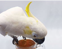 Load image into Gallery viewer, Buy Online High Quality Parrot Tea Bundle Pack - Bird Street Bistro