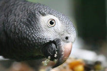 Load image into Gallery viewer, Buy Online High Quality Parrot Food Sample Pack - Bird Street Bistro