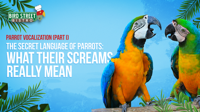 The Secret Language of Parrots: What Their Screams Really Mean
