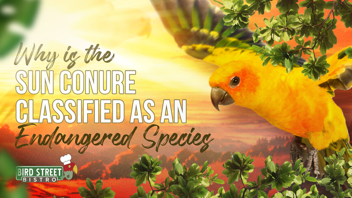 Why is the Sun Conure Classified as an Endangered Species?