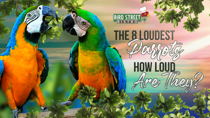 Eight Loudest Parrots - How Loud Are They?