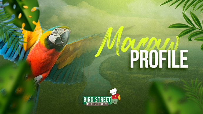 Macaws – A Profile