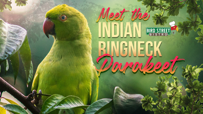 Meet the Indian Ringneck Parakeet: A Bright, Playful and Devoted Friend