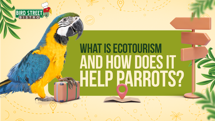 What is Ecotourism and How Does it Help Parrots?