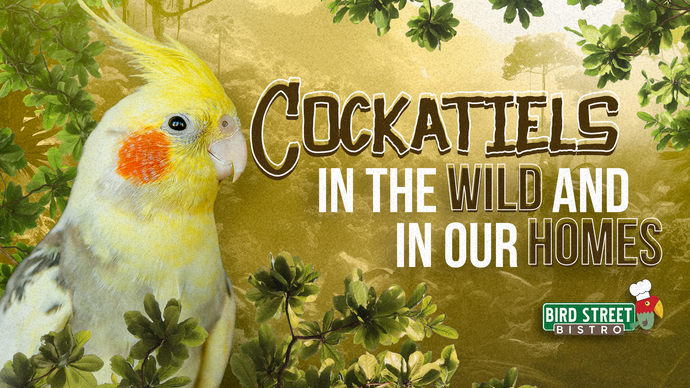 Cockatiels - In the Wild and in Our Homes