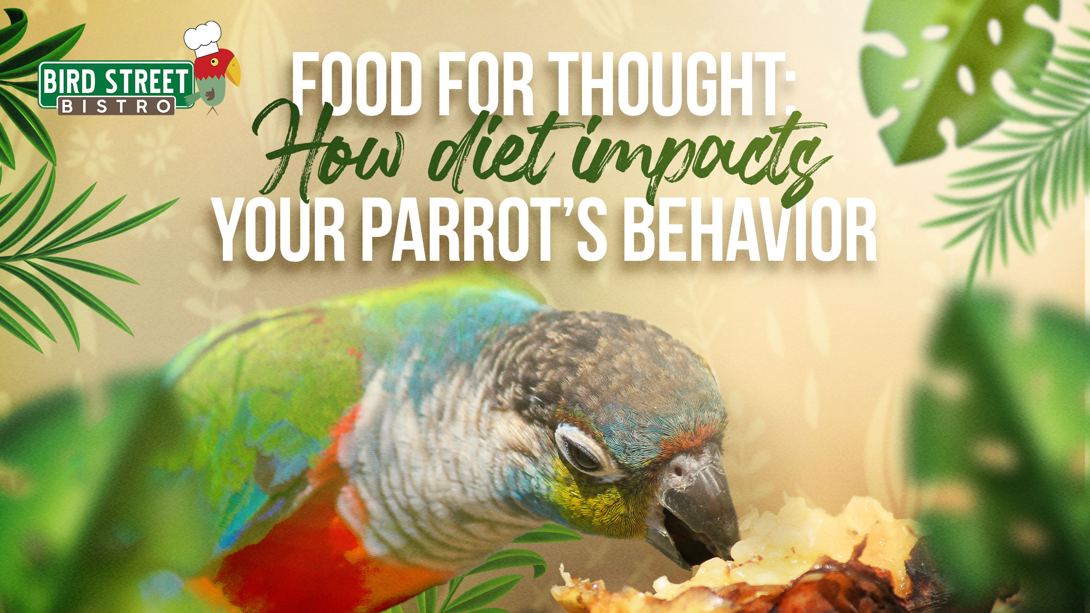 Food for Thought: How Diet Impacts Your Parrot’s Behavior – Bird Street ...