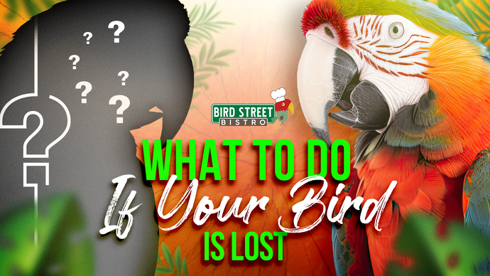 WHAT TO DO: When Your Bird is Lost
