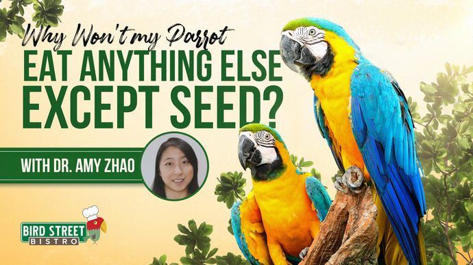 Why won’t my parrot eat anything else except seed?