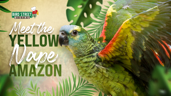Meet the Yellow-Naped Amazon