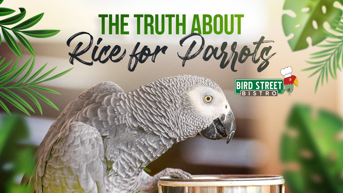 The Truth About Rice for Parrots