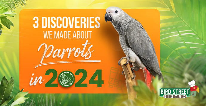 3 New Things We Learned About Parrots in 2024