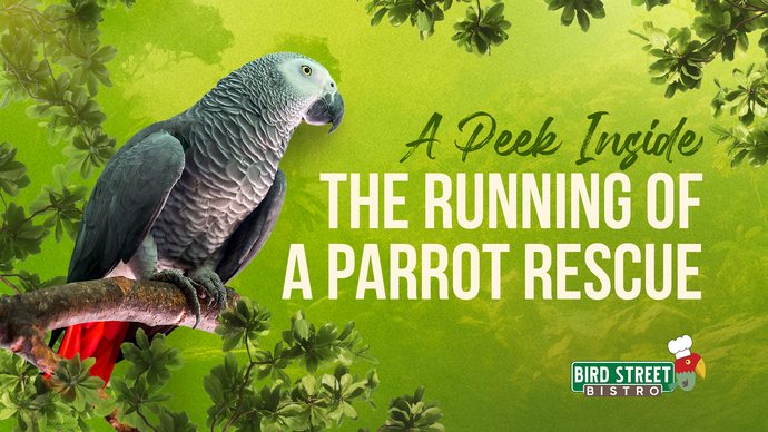 A Peek Into the Running of a Parrot Rescue