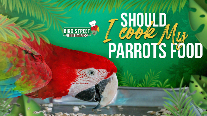 Should I Cook My Parrot's Food?