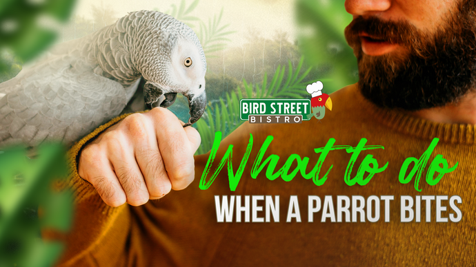 What To Do and What Not To Do When a Parrot Bites