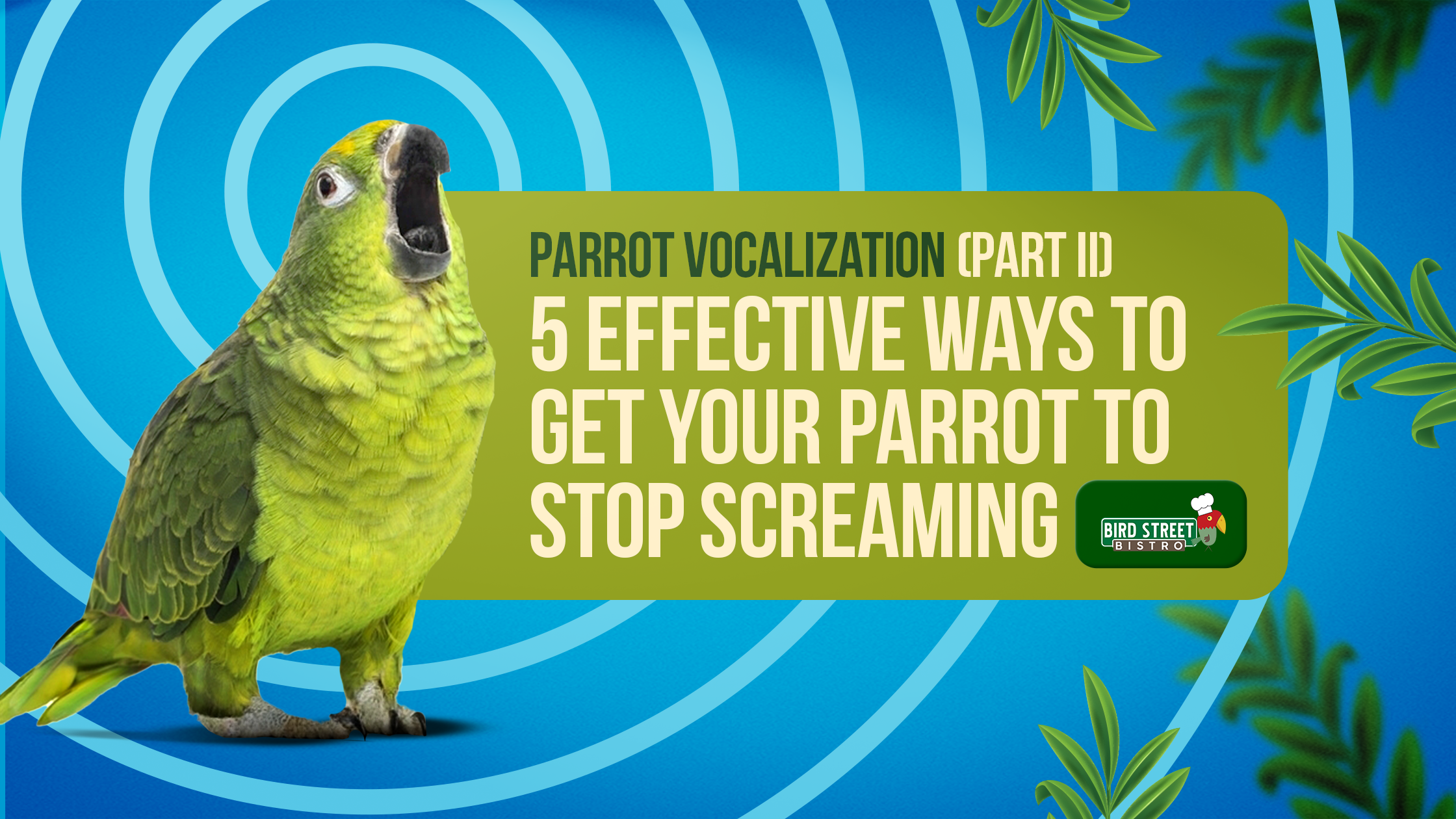 5 Effective Ways to Get Your Parrot to Stop Screaming โ Bird Street Bistro