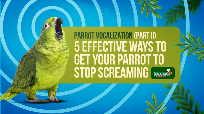 5 Effective Ways to Get Your Parrot to Stop Screaming
