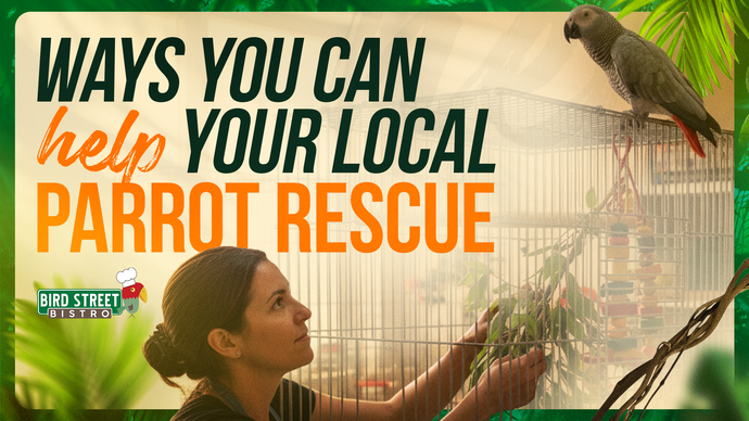 4 Ways You Can Help Your Local Parrot Rescue