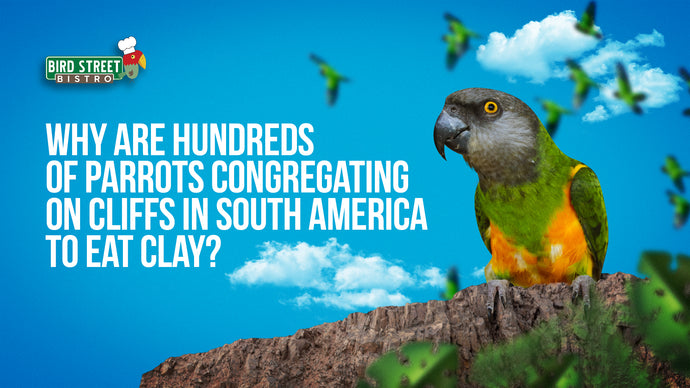 Why are Hundreds of Parrots Congregating on Cliffs in South America to Eat Clay?