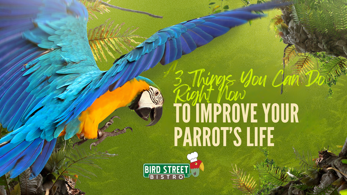 3 Things You Can Do Right Now to Improve Your Parrot’s Life