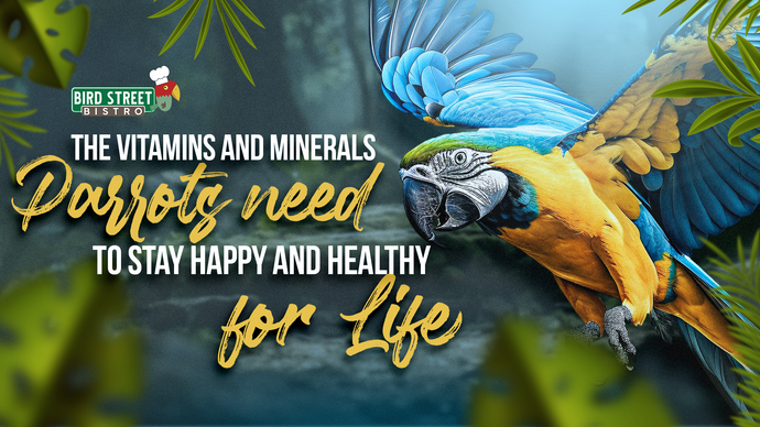 The Vitamins and Minerals Parrots Need to Stay Happy and Healthy for Life!