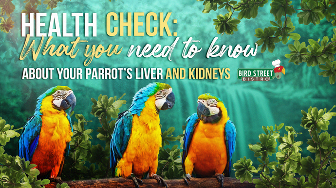 Health Check: What You Need to Know About Your Parrot's Liver and Kidneys
