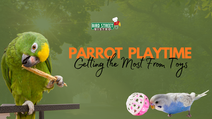 Parrot Playtime - Getting the Most From Toys