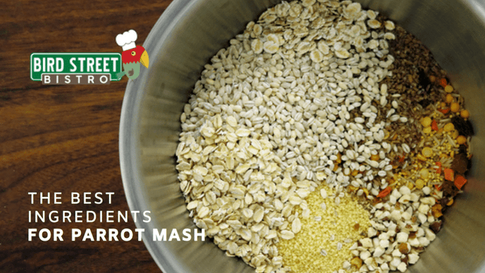 The Best Ingredients for Parrot Mash