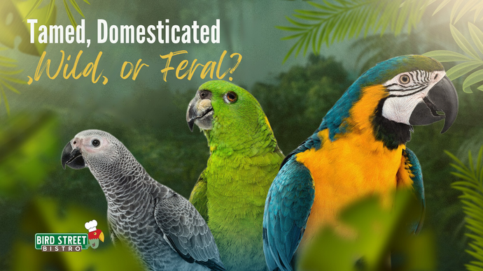 Tamed, Domesticated, Wild, or Feral?