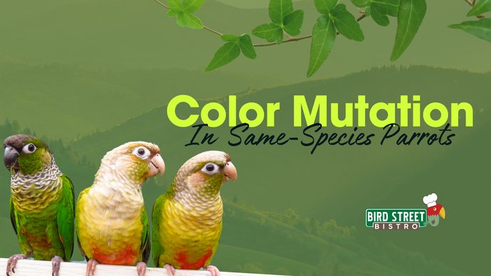 Color Mutation in Same-species Parrots