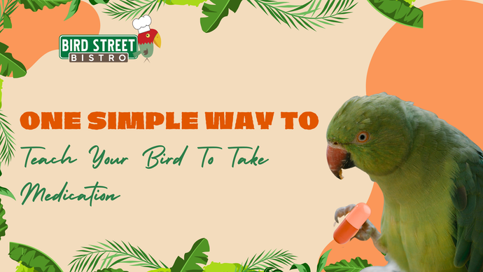 One Simple Way to Teach Your Bird to Take Medication