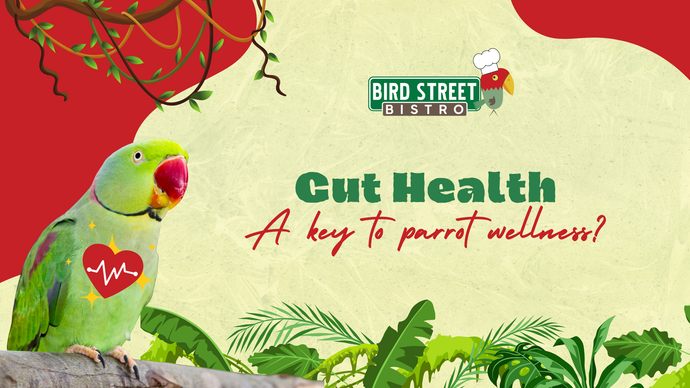 Gut Health: A Key to Parrot Wellness?