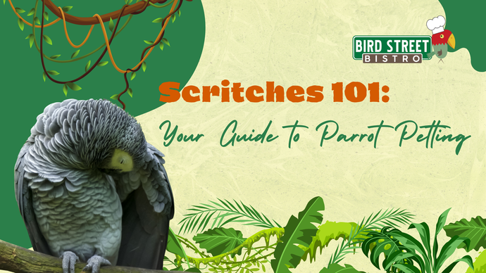 Scritching 101: Your Guide To Parrot Petting