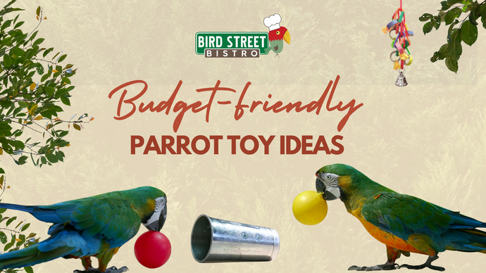 Budget-Friendly Parrot Toy Ideas (Guest Post)