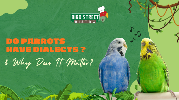 Do Parrots Have Accents? and Why it Matters