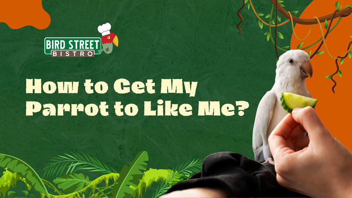 "How Can I Get My Bird to Like Me?"