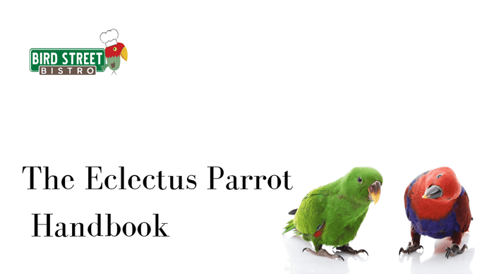 The Eclectus Parrot Handbook