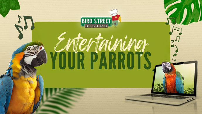 Entertaining Your Parrot