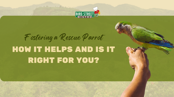 Fostering a Rescue Parrot - How it Helps and Is it Right for You?