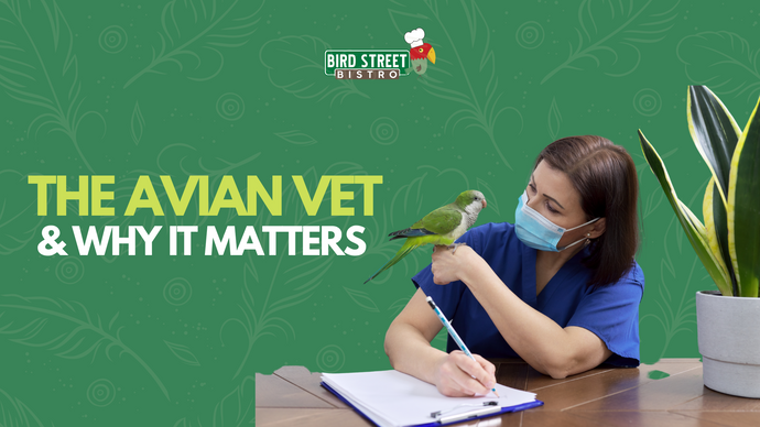 The Avian Vet & Why It Matters