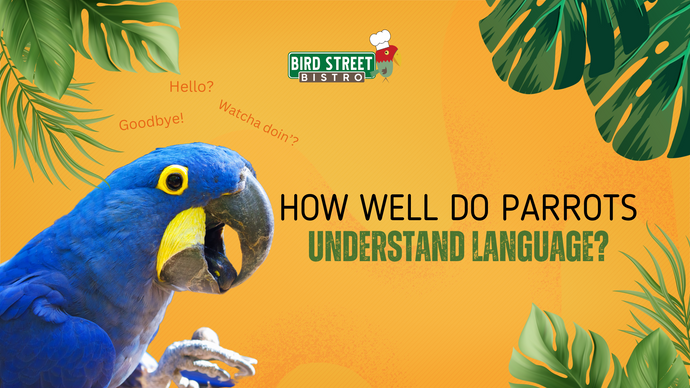 How Well Do Parrots Understand Language?