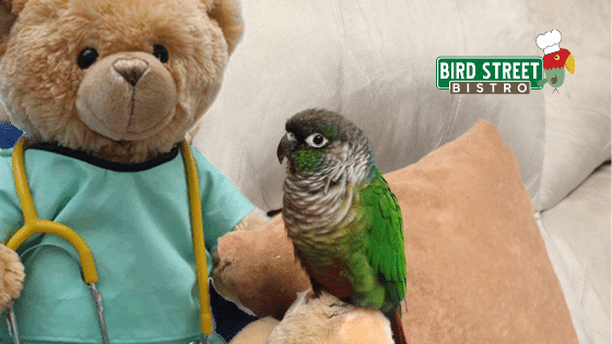 How to Choose an Avian Vet for your Parrot