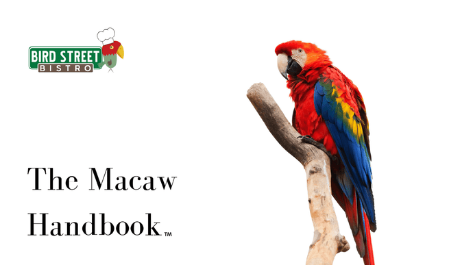 A Complete Handbook For Macaw Food, Diet.