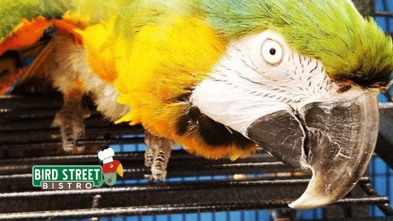 Helping Your Parrot Through Molting