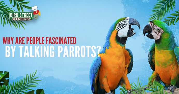 Why Are People Fascinated by Talking Parrots?