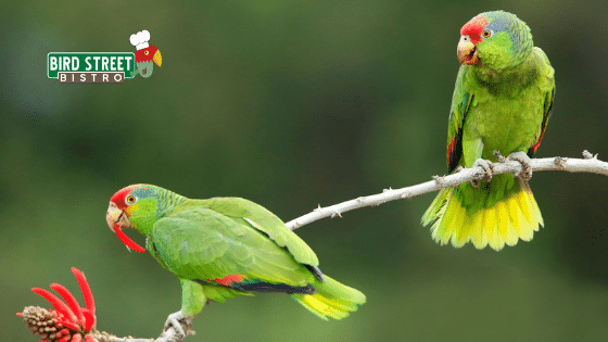 10 Essential Rules in Parrot Care and What Foods Parrots Must Avoid