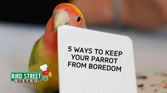 How to Keep Parrots Entertained? 5 Ways to Help